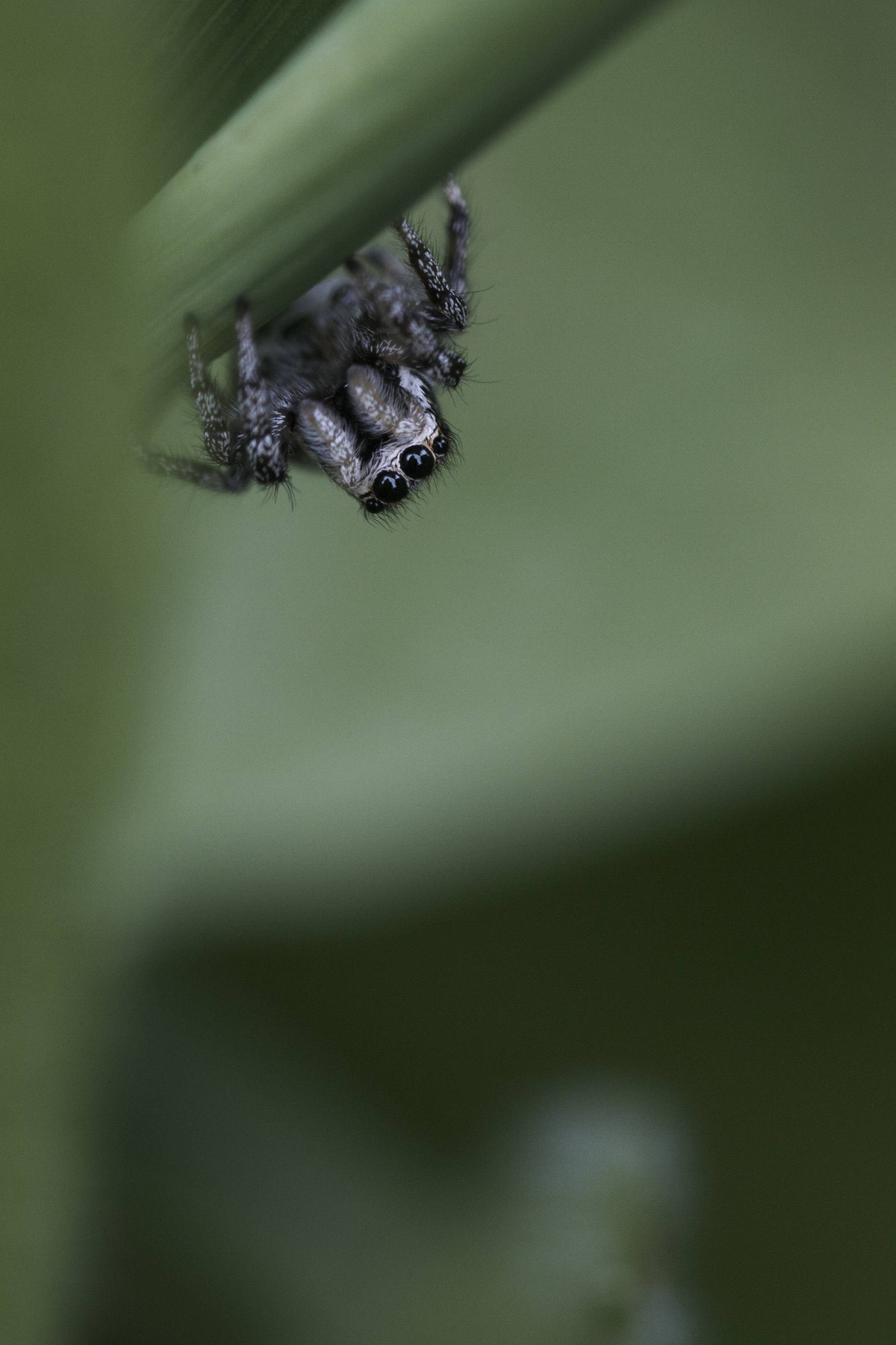 Salticus cf scenicus 0009